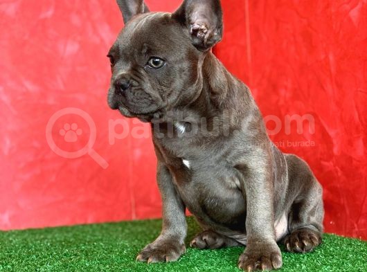 Muhteşem Güzelli̇kte French Bulldog Blue Erkek Yavrumuz görsel