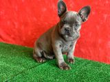 Muhteşem Güzelli̇kte French Bulldog Blue Erkek Yavrumuz