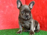 MUHTEŞEM GÜZELLİKTE FRENCH BULLDOG BLUE ERKEK YAVRUMUZ