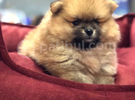 Vonalp Pet Garantisiyle Kaliteli̇ Pomerian Boo Yavrulari
