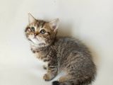 british sorthair brown tabby
