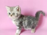 british sorthair silver tabby