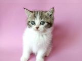 british sorthair bicolor tabby