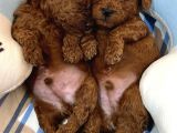 Anne Altından Red Brown Toy Poodle Yavrularımız