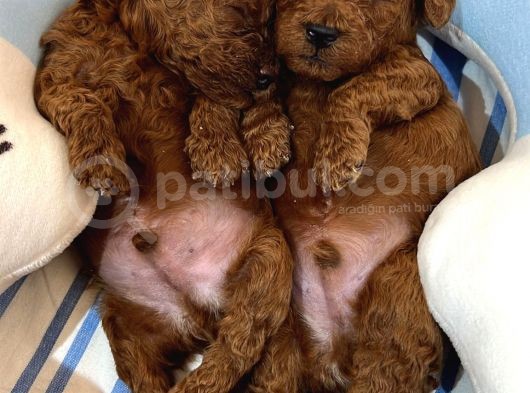 Anne Altından Red Brown Toy Poodle Yavrularımız görsel