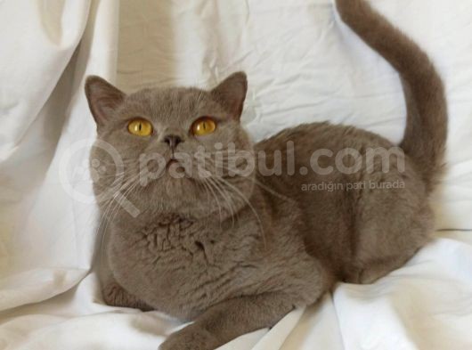 British Sorthair Blue - Çip Takılı Aşılar Tamam görsel