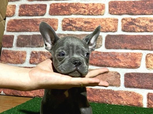 Minik Blue French Bulldog Korsanlar