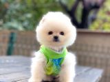 Show Kalite Pomeranian Boo Yavrular