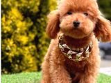 Ballı lokman tatlısı poodle