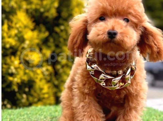 Ballı Lokman Tatlısı Poodle