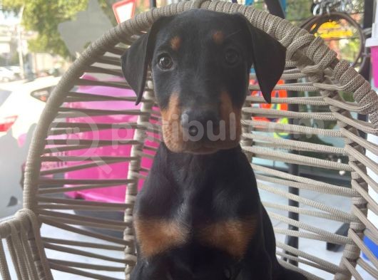Daha Iyisi Yok Doberman