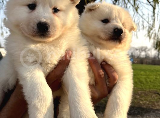 Irk Ve Sağlık Garantili Samoyed Yavrularımız görsel