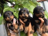 Macar Rottweiler Yavrularımız