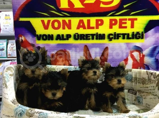 Efsane Yorkshire Terrier Yavrular Saf Irk Garantili Vonalp Pet Ayricaligiyla