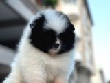 Secereli A Kalite Pomerian Dünyası