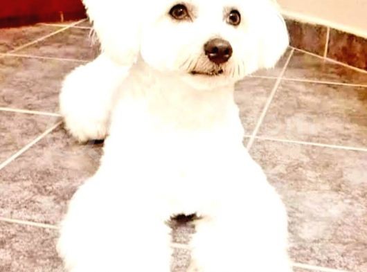 Şirin Maltese Yavrularımız görsel