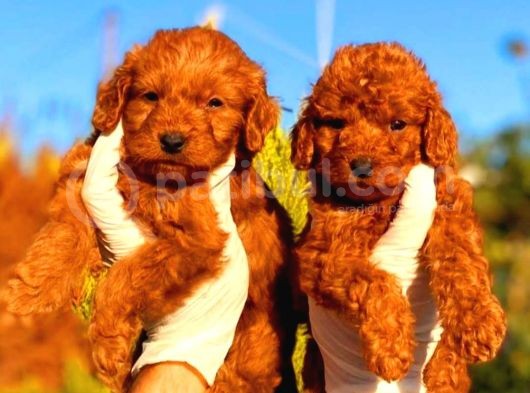 Toy Poodle Yavrularımız Ruhsatlı Çiftliğimizden görsel