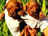 Toy poodle yavrularımız ruhsatlı çiftliğimizden