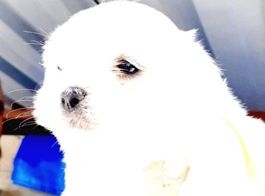 Şirin Maltese Yavrularımız görsel