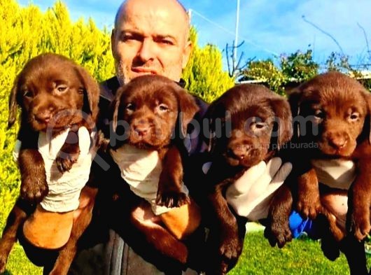 A Klas Labrador Retriever Yavrular görsel