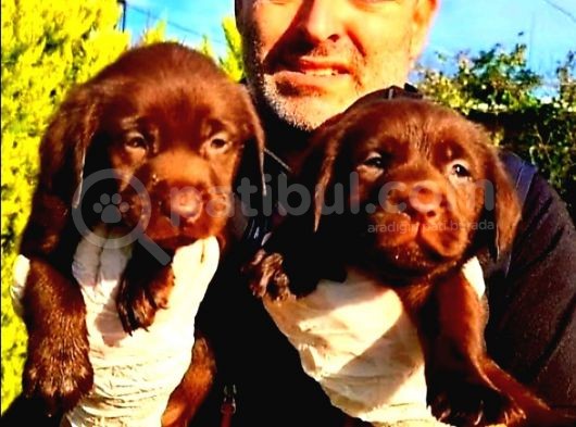 A Klas Labrador Retriever Yavrular görsel