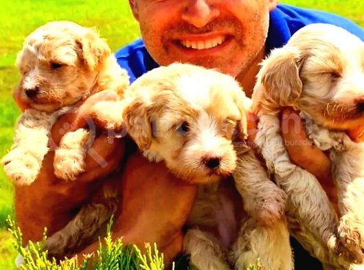 A Klas Maltipoo Yavrularımız görsel