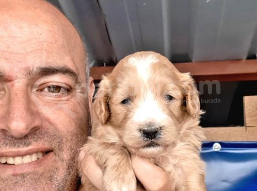 A Klas Maltipoo Yavrularımız görsel