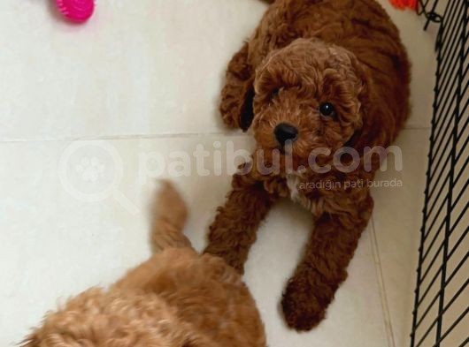 Orjinal Toy Poodle görsel