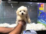 VONALP PET GARANTISIYLE SAF IRK MALTIPOO YAVRULARI