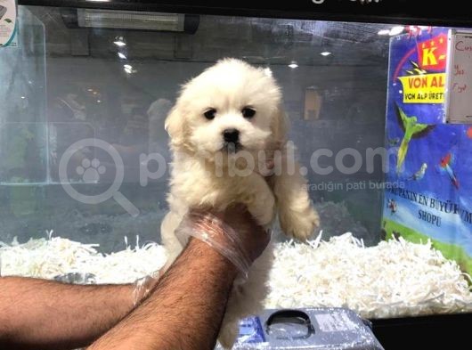 Vonalp Pet Garantisiyle Saf Irk Maltipoo Yavrulari