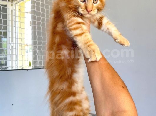 Mainecoon Red Erkek 2 Aylık