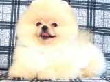 Sifir Burun Pomerani̇an Boo