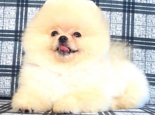 Sifir Burun Pomerani̇an Boo görsel