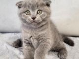 Scottish Fold Longhair Di̇şi̇ Yavrumuz