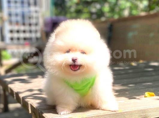 Karbeyaz Erkek Pomerani̇an Boo