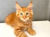 Mainecoon Red Erkek 2 Aylık