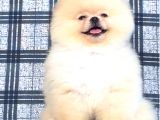 Sifir Burun Pomerani̇an Boo