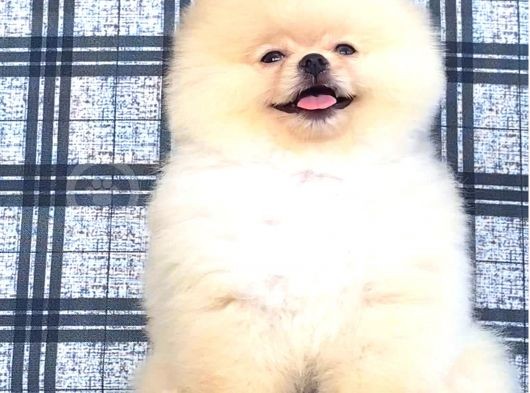 Sifir Burun Pomerani̇an Boo görsel