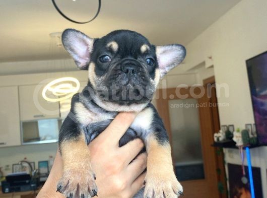 French Bulldog Bebekler