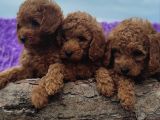 POODLE  YAVRULAR