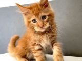 Mainecoon Red Erkek 2 Aylık