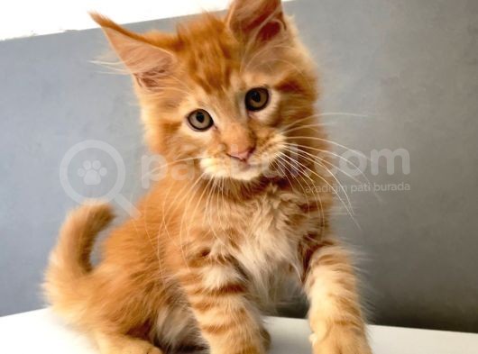 Mainecoon Red Erkek 2 Aylık görsel