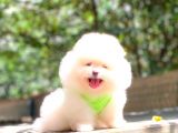 Karbeyaz Erkek Pomerani̇an Boo