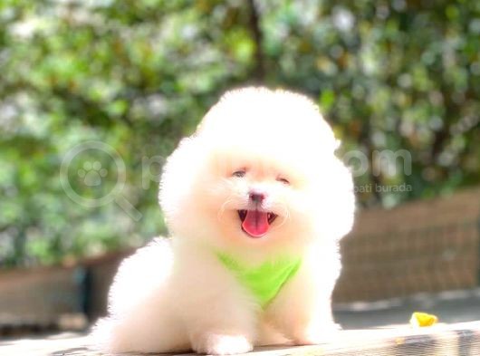 Karbeyaz Erkek Pomerani̇an Boo görsel