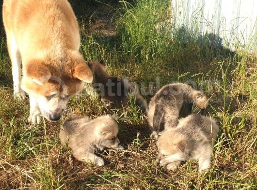 Akita Inu Yavrularım Sağlık Ve Irk Garantilidir görsel