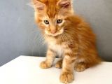 Mainecoon Red Erkek 2 Aylık