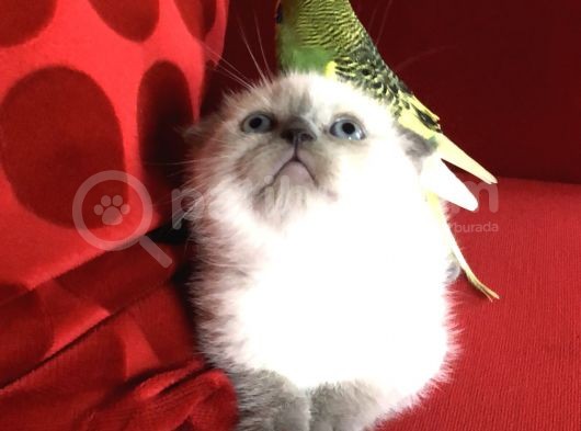 Safkan Top Kafa Scottish Fold Blue Point görsel