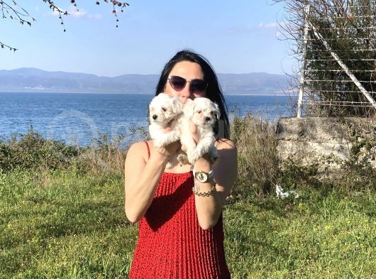Maltese Yavrularım Sağlık Ve Irk Garantilidir görsel