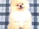 SIFIR BURUN POMERANİAN BOO