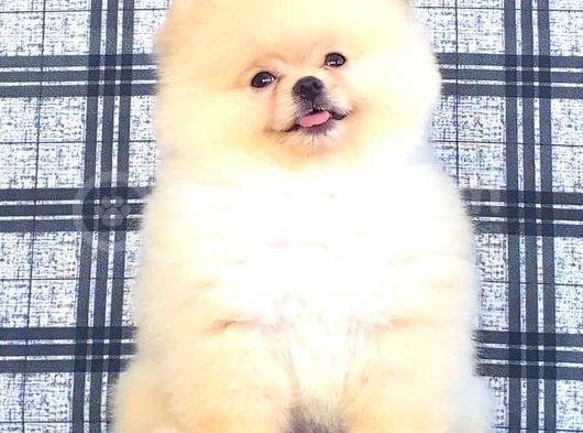 Sifir Burun Pomerani̇an Boo